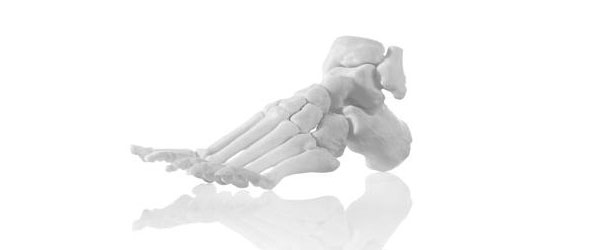 3D-Modell: Fußgelenk