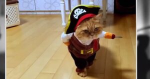 Erschreckend gute Halloween-Kostüme