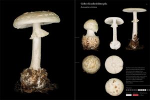 Pilze. Eine Galerie KOSMOS Verlag