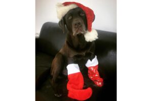 DESIGNBOTE wünscht frohe Weihnachten und ein glückliches neues Jahr 2018