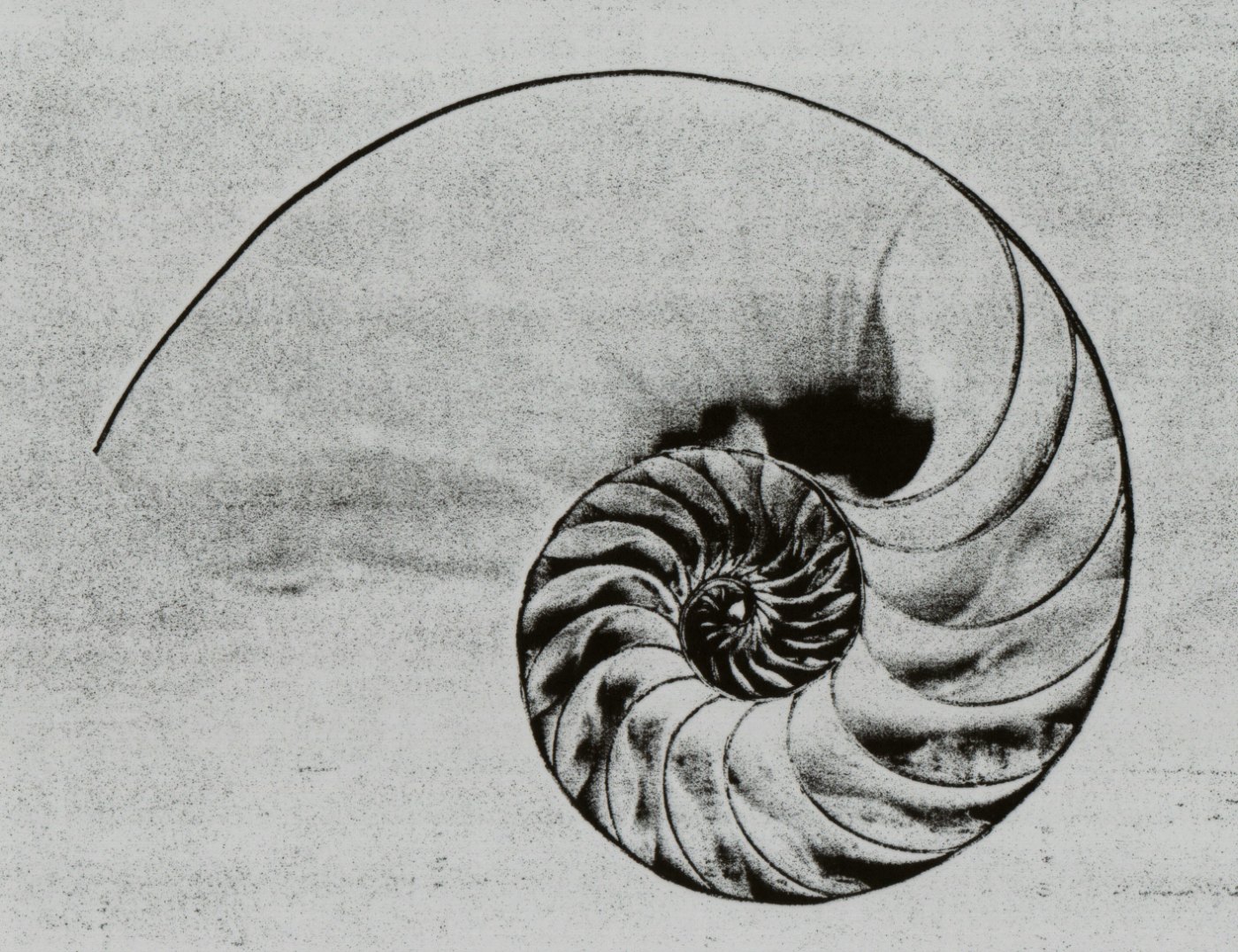 Schwarz-Weiß-Abbildung eines durchgeschnittenen Nautilus-Gehäuses mit spiralförmig angeordneten Kammern